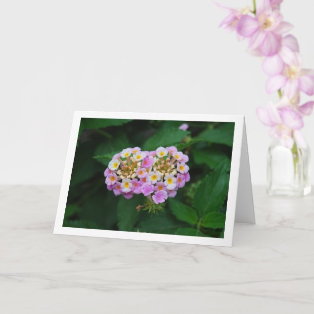Tarjeta Flores Lantana moradas y amarillas (Orquídea)