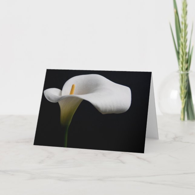Tarjeta Flores | Lirio de Calla Blanca (Anverso)