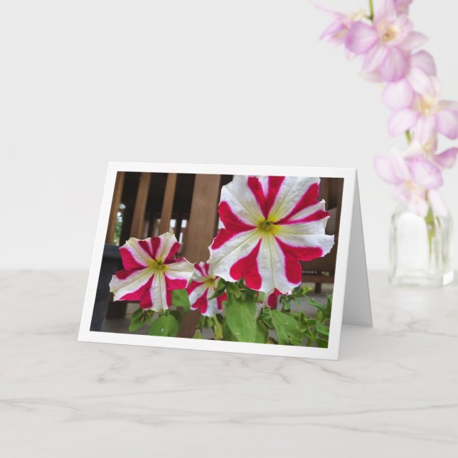 Tarjeta Flores Petunia de Estrella Roja (Orquídea)