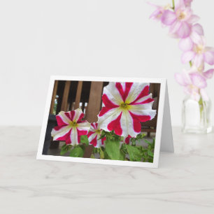 Tarjeta Flores Petunia de Estrella Roja