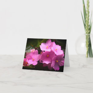 Tarjeta Flores Pink Violette Africaine Saintpaulia