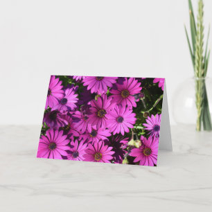 Tarjeta Flores púrpura de osteospermum