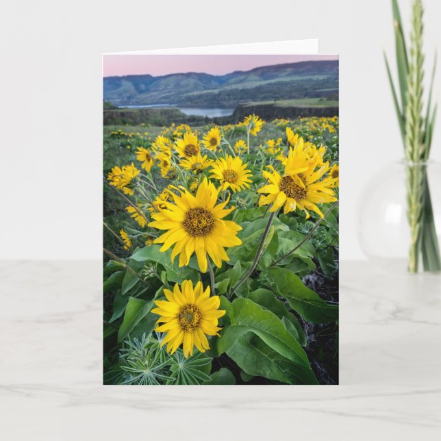 Tarjeta Flores | Río Columbia Balsomroot, Oregón (Anverso)