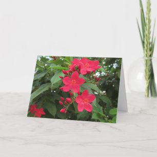Tarjeta Flores rojas de Jatropha
