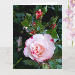 Tarjeta Flores rosas, rosas blancas rojas rosadas