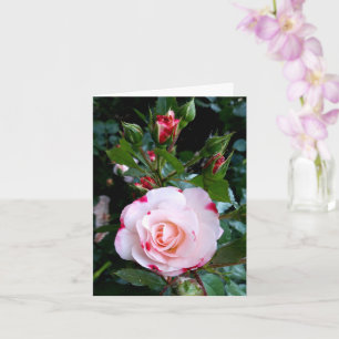 Tarjeta Flores rosas, rosas blancas rojas rosadas