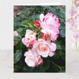 Tarjeta Flores rosas, rosas blancas rojas rosadas