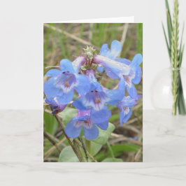 Tarjeta Flores silvestres azules F3 Lengua de barba azul d