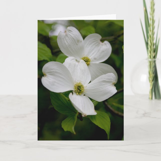 Tarjeta Flores silvestres de PA - Dogwood Notecard (Anverso)