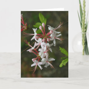 Tarjeta Flores silvestres de PA - Wild Azalea Notecard