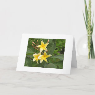 Tarjeta Flores Tropicales De Plumeria Amarilla En Blanco