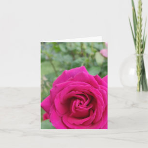 Tarjeta florida rosa rosa rosa