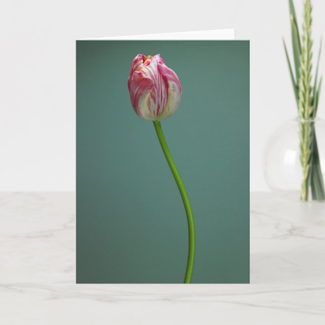 Tarjeta Flowers | Single Tulip Flower (Anverso)