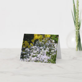 Tarjeta Flox de Woodland (Phlox divaricata)