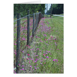 Tarjeta Flox Salvaje