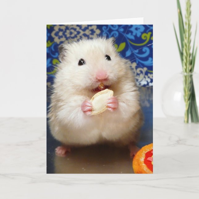 Tarjeta Fluffy Syrian Hamster Kokolinka (Anverso)