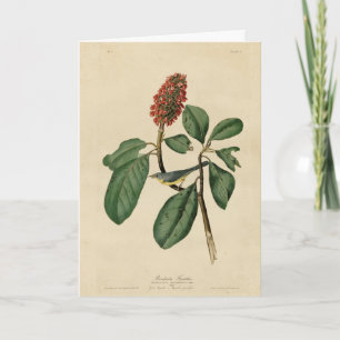Tarjeta Flycatcher de Bonaparte, los pájaros de América de