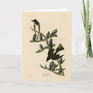 Tarjeta Flycatcher oncoso, las aves de América de Audubon