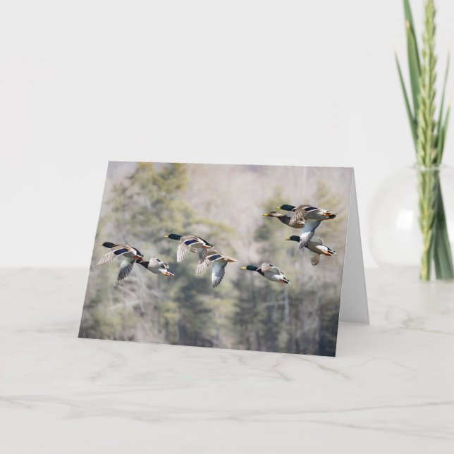 Tarjeta Flying Mallards (Anverso)