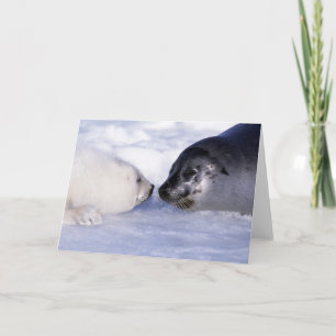 Tarjeta Foca de Arpa Madre con Cría