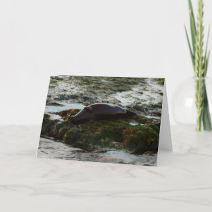 Tarjeta Foca de puerto iluminada por la puesta del sol II
