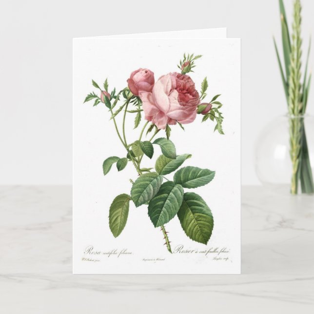 Tarjeta Foliacea del centifolia de Rosa (Anverso)