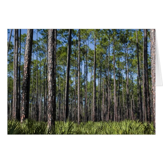 Tarjeta forestal del sur (Anverso (Horizontal))