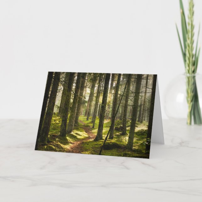 Tarjeta Forests | Boreal Forest Sweden (Anverso)