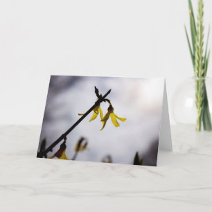 Tarjeta Forsythia en primavera
