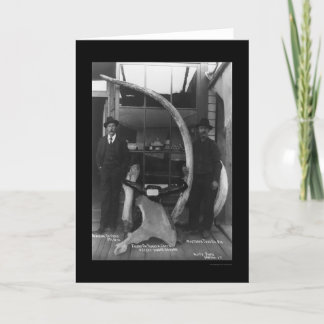 Tarjeta Fósiles encontrados en el territorio del Yukón