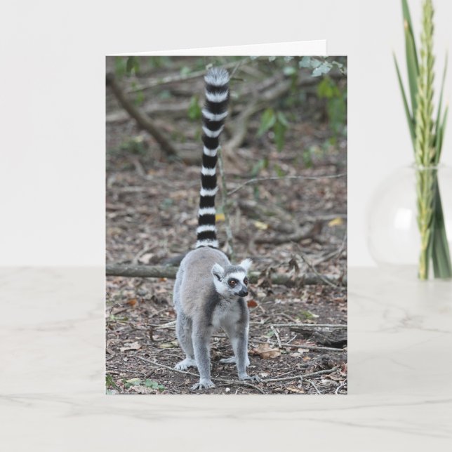 Tarjeta Foto Anillo-Atada linda del Lemur (Anverso)