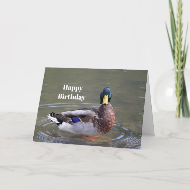 Tarjeta Foto cumpleaños del pato de Mallard Drake (Anverso)