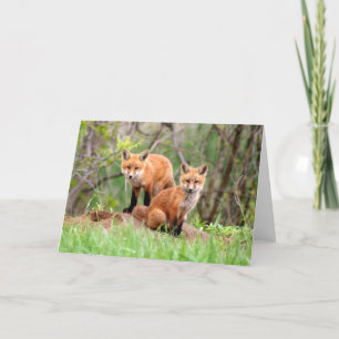 Tarjeta Foto de adorables kits de zorros rojos