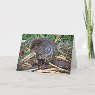 Tarjeta Foto de Baby Beaver