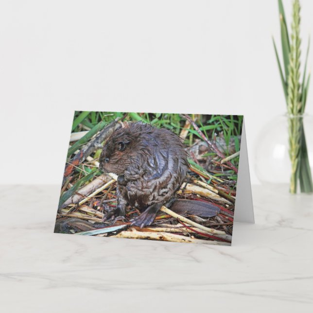 Tarjeta Foto de Baby Beaver (Anverso)
