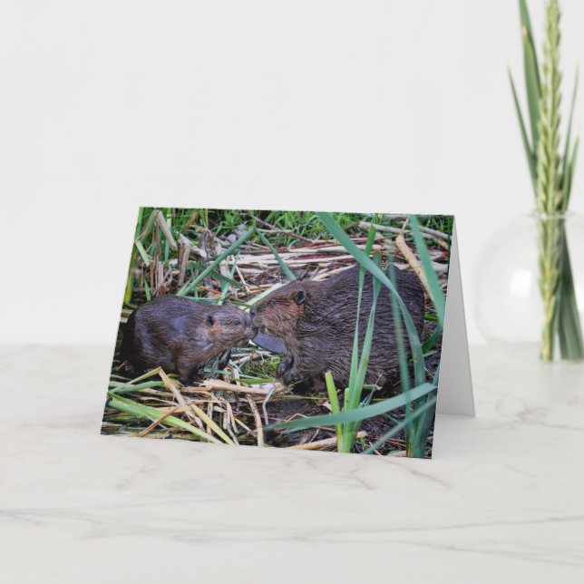 Tarjeta Foto de Beavers Kissing (Anverso)
