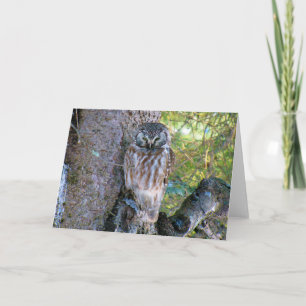 Tarjeta Foto de Boreal Owl Closeup