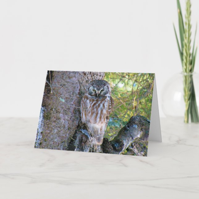Tarjeta Foto de Boreal Owl Closeup (Anverso)