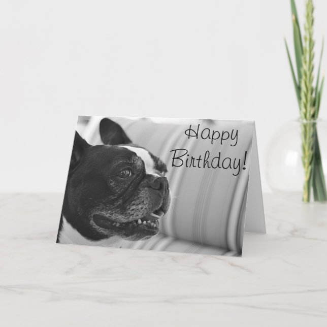 Tarjeta Foto de Boston Terrier (Anverso)