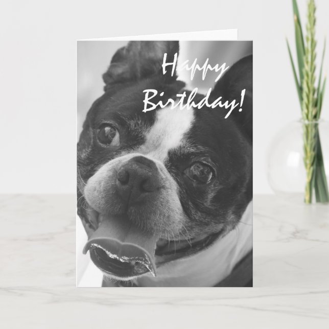 Tarjeta Foto de Boston Terrier (Anverso)