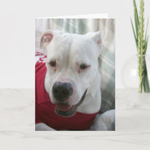 Tarjeta Foto de Bulldog blanco estadounidense