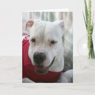 Tarjeta Foto de Bulldog blanco estadounidense