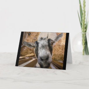 Tarjeta Foto de cabra nubia y marrón-negra amigable