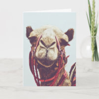 Foto de cara divertida de una llama discreta