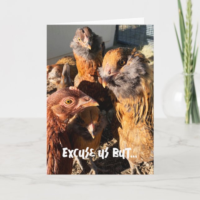 Tarjeta Foto de cerca de gallinas marrones ámbar curiosas  (Anverso)
