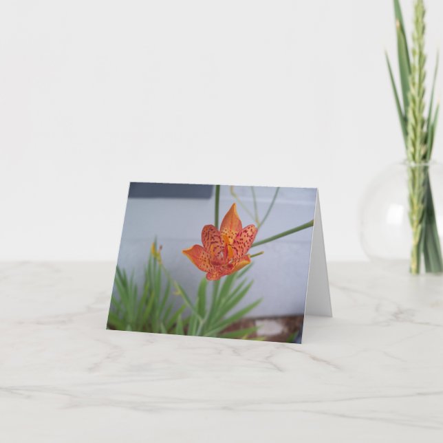 Tarjeta Foto de cierre de una naranja de Flor Lily Blackbe (Anverso)