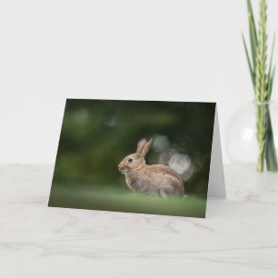 Tarjeta Foto de conejo de naturaleza