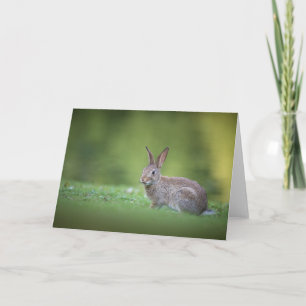 Tarjeta Foto de conejo de naturaleza