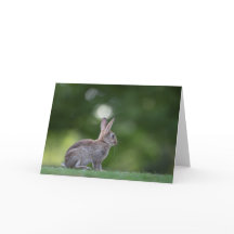 Foto de conejo de naturaleza