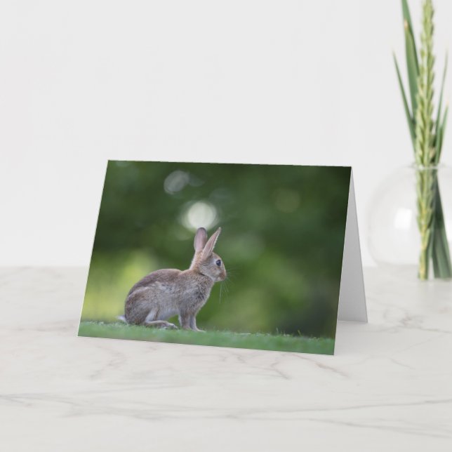 Tarjeta Foto de conejo de naturaleza (Anverso)
